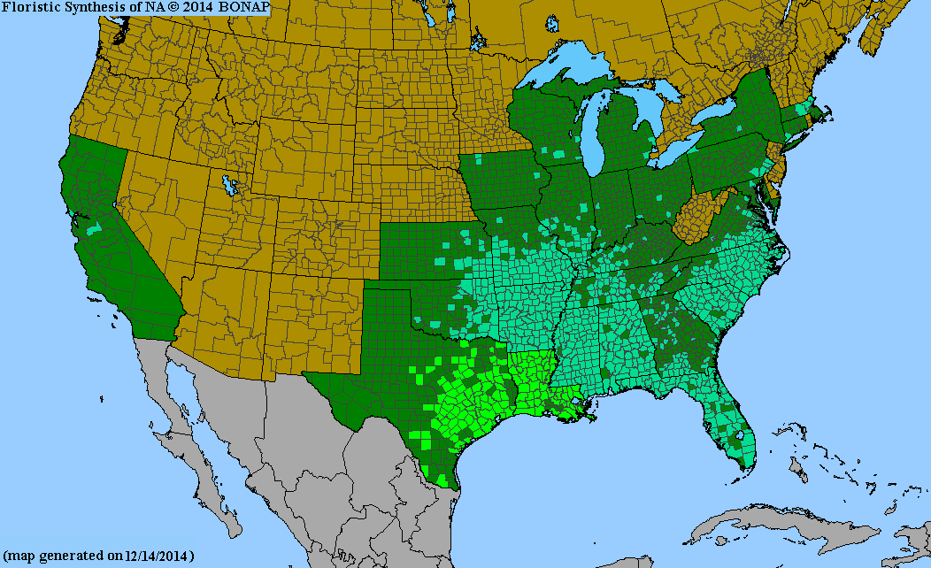 County distribution map of Helenium amarum var. amarum - Yellowdicks